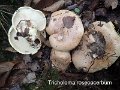 Tricholoma roseoacerbum-amf107